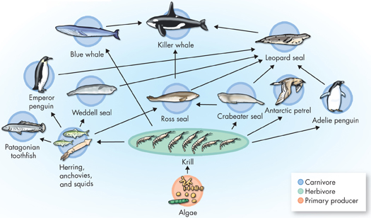 An illustration of the different components of an Antarctic food web.