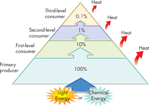 An energy pyramid indicates different trophic levels and their corresponding energy levels.