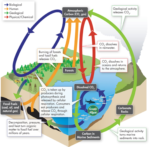 Illustration shows carbon cycle.