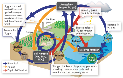 Illustration shows nitrogen cycle.