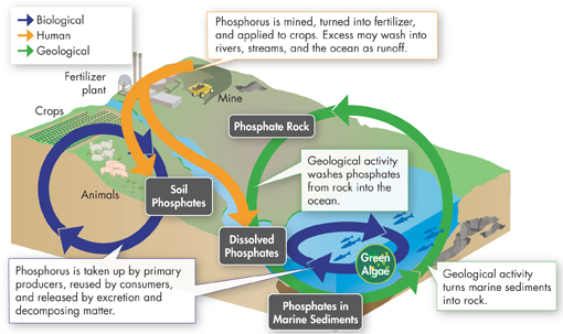 Illustration shows phosphorus cycle.