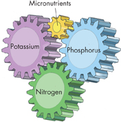 An visual analogy shows the comparison of movement of each nutrient in ecosystem with gears of bicycle.