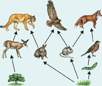 A picture showing the different animals and plants involved in a food chain.