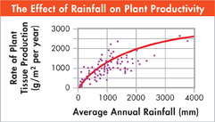 Graph indicating the effect of rainfall on plant productivity.