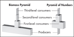 A diagram indicating biomass pyramid on the left and pyramid of numbers on the right.