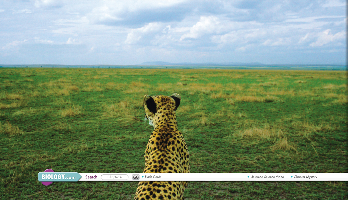 A cheetah observing the savanna at the Masai Mara National Reserve in Kenya.