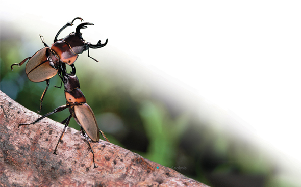 Two male stag beetles are shown fighting.