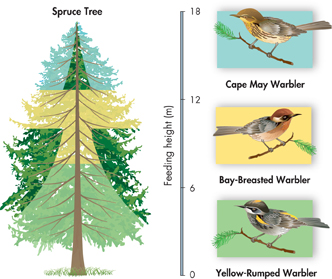 An illustration of feeding area of three species of North American warblers which live in the same spruce tree. 