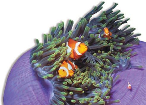The image shows clownfishes living in tentacles of the sea anemone.  