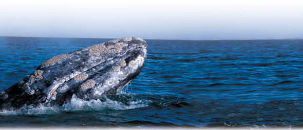 A grey whale with barnacles attached to its skin is shown swimming in the sea.