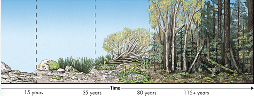 An illustration shows an example of primary succession. 