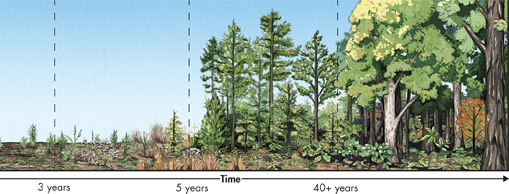 An illustration shows an example of secondary succession. 