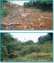 Two photos shows El Yunque Rain Forest in Puerto Rico, recovering from natural disaster. 
Immediately after Tropical Storm Jeanne in September 2004 - The forest is completely eroded.
In May, 2007 - The forest with new plants and trees.