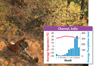 A photograph of tropical dry forest in Chennai at India and a graph illustrating its average climate during each month of the year. 