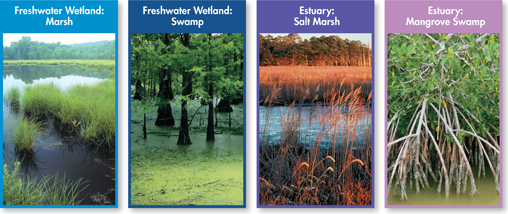 


Photo of  marsh, swamp, salt marsh and mangrove swamp to indicate the four components of estuaries.