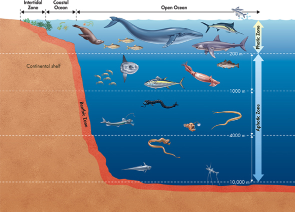 An illustration shows different ocean zones and the species found in each zone.