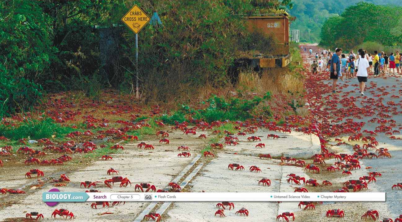 The image shows red crabs. 