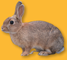 An photo of a rabbit.