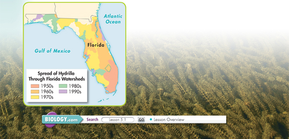 A map of Florida illustrating the spread of hydrilla through Florida watersheds. Different colors are used to highlight the area of spread during the year 1950s, 1960s, 1970s and 1980s. Most spreads happened during 1960s and 1970s.