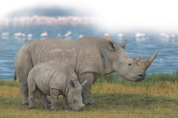 An adult rhinoceros along with a baby rhinoceros.