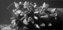 The image shows zebra mussels.