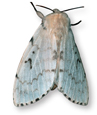 A photo of a moth.