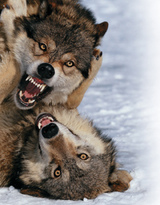 Two wolves fighting with each other on a snow-clad mountain.