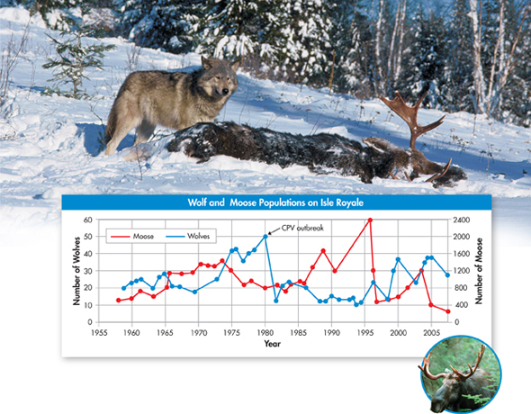 A line-graph captioned 'Wolf and Moose Populations on Isle Royale'.