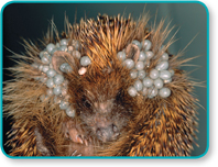 A hedgehog with ticks on its head.