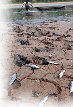 Dead fishes lying on the banks of a river.