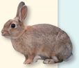 An photo of a rabbit.