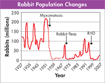 Graph titled "Rabbit Population Changes".
