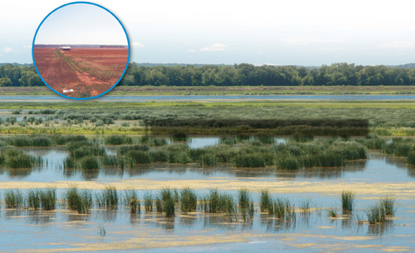 The Hennepin and Hopper Lakes wetland, covered bushes and water stagnancy. The area was originally drained and leveled for farming in 1900. The inset image shows the land before its 2003 restoration.