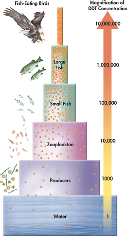 A pyramid of biological magnification indicates different level of concentration of pollutants corresponding to food chain that is from producers to consumers. 
