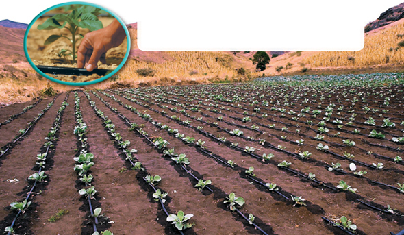 A field of cabbage with drip irrigation facility.  The inset image shows water hose having tiny holes.