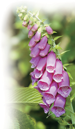 The image shows a foxglove plant. 