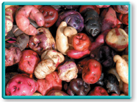 The genetic diversity of wild potatoes in South America can be seen in the colorful varieties.
