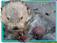 A Sea otter.