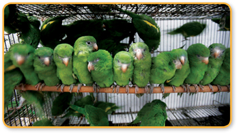 The image shows caged green colored parrots.