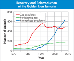 Graph showing "Recovery and Reintroduction of the Golden Lion Tamarin".