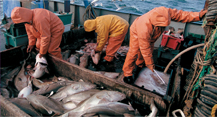 A group of man keeping fishes in containers after fishing.