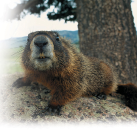 A yellow-bellied marmot.