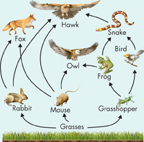 An illustration shows the linkages between  different components of a food web.