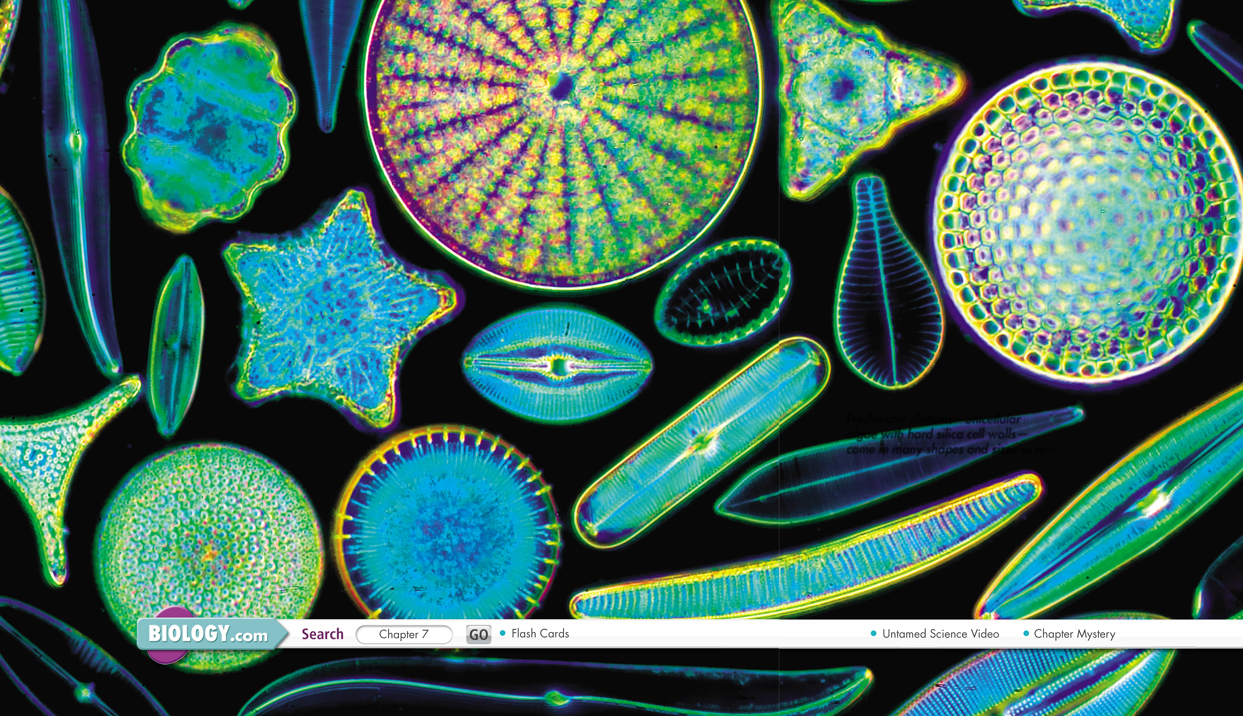 The image shows a microscopic view of freshwater diatoms.