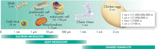 The illustration shows relative cell sizes of organisms observed under different types of microscope and naked eye.
