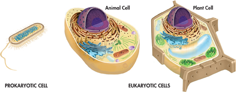 The illustration shows the complexity of eukaryotic cell of plants and animals compared with prokaryotic cell.