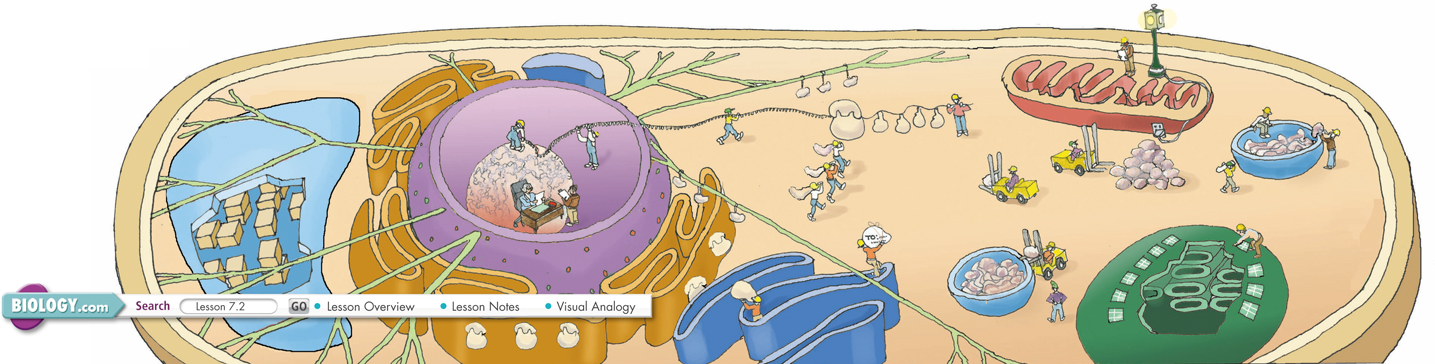 The illustration shows the specialization and organization of different parts of a cell. Each part of a cell doing specialized function and organization of work analogous to how workers contribute to the productivity of a factory.