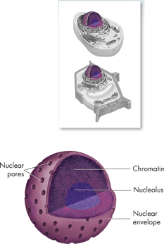 The illustration shows a plant cell and an animal cell. The nucleus of the cell is highlighted.