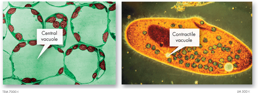 The first image is of a central vacuole of plant cells which stores salts, proteins, and carbohydrates. The second image is of a paramecium's contractile vacuole which controls the water content of the organism by pumping of water.