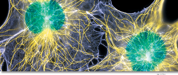 Zoomed in image of Cytoskeleton that supports and gives life to a cell.